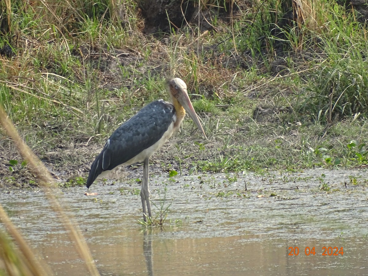 Lesser Adjutant - ML618501314