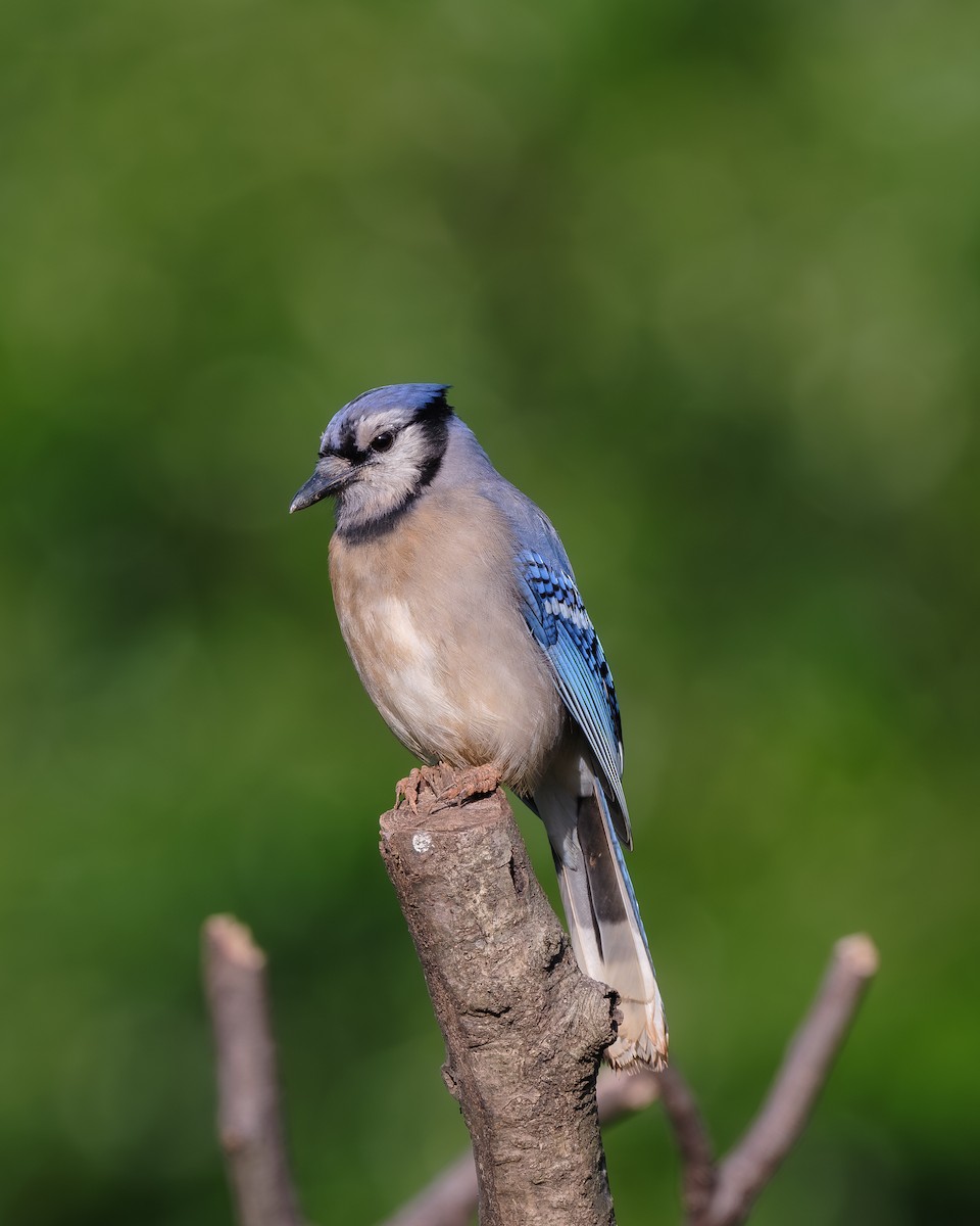 Blue Jay - ML618501317