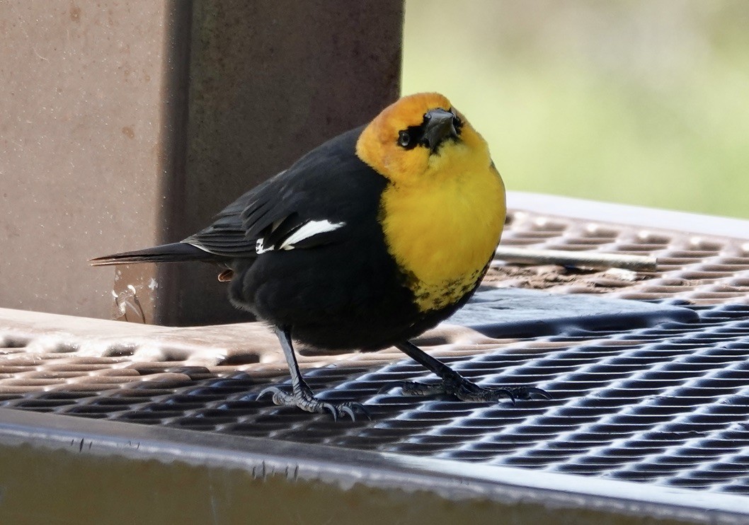 Yellow-headed Blackbird - J H