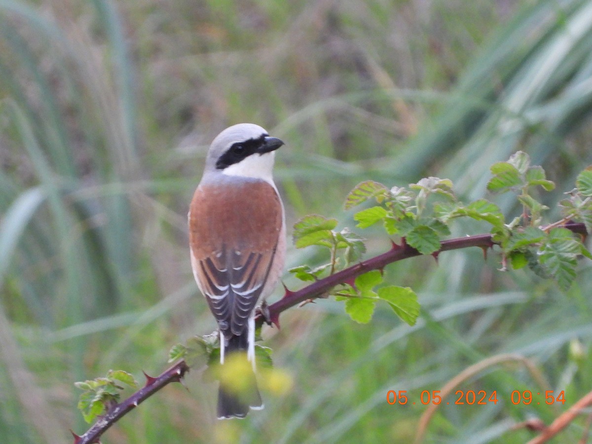 Red-backed Shrike - José Ignacio Sáenz Gaitan