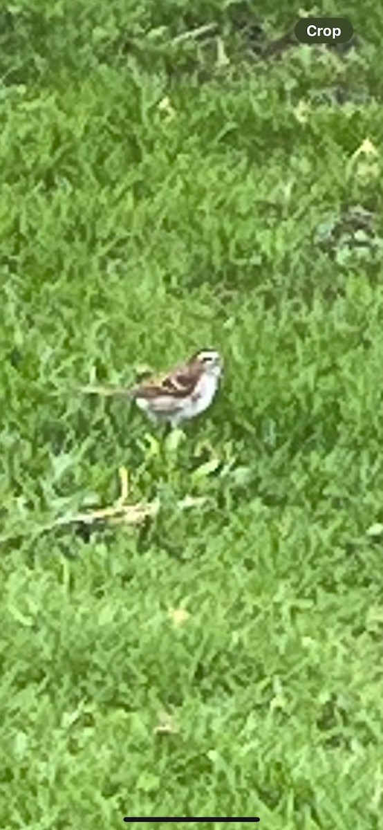 White-throated Sparrow - ML618501341