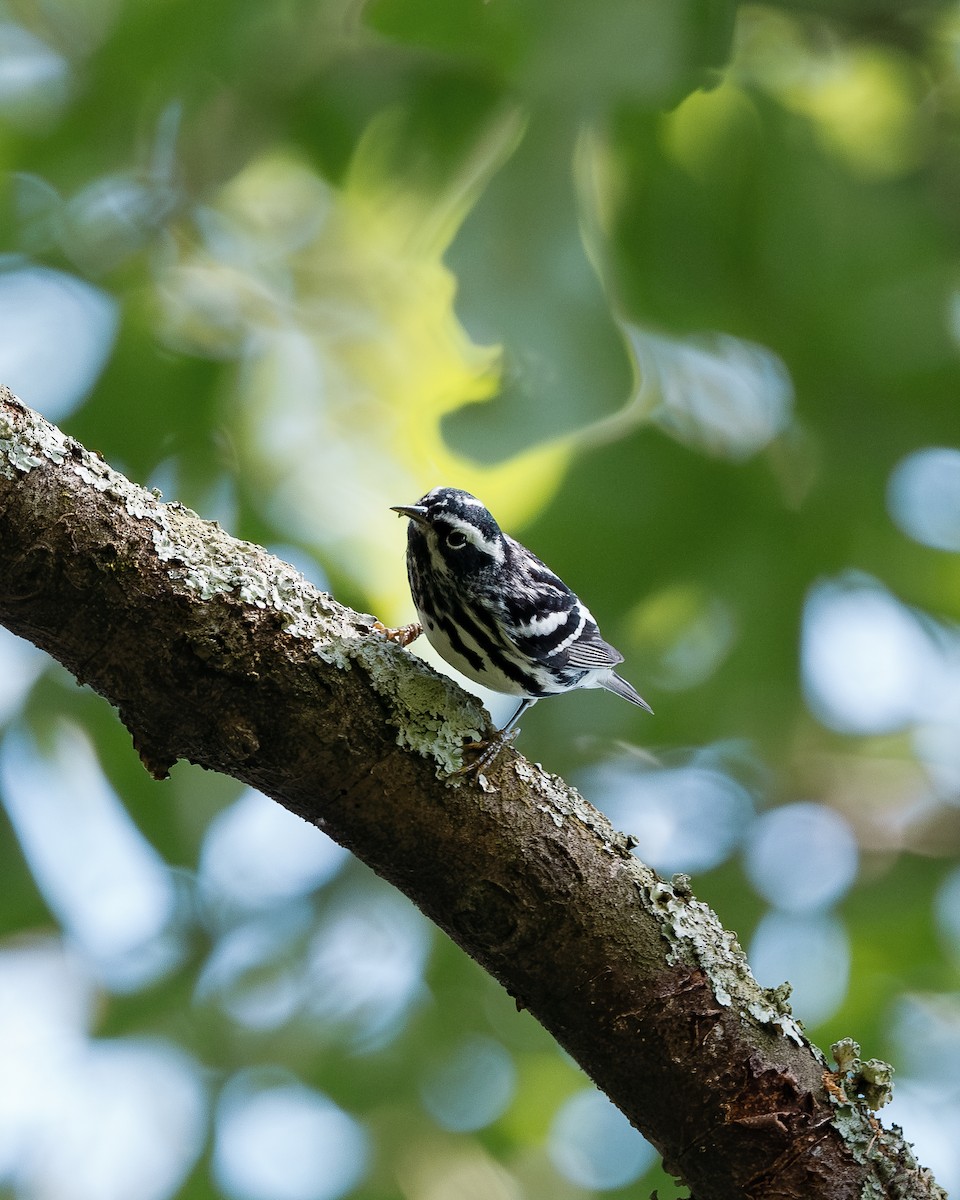 Black-and-white Warbler - ML618501348