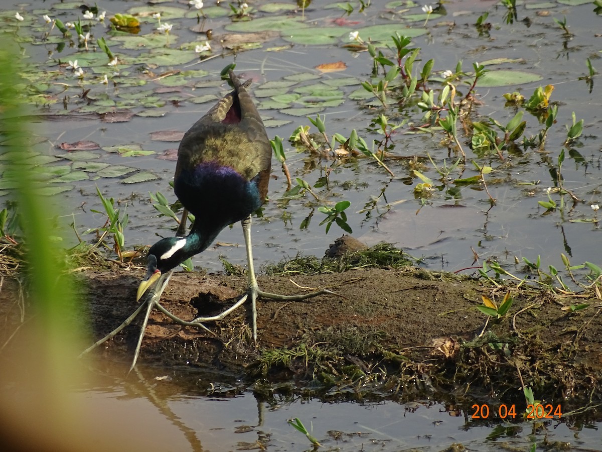 Bronze-winged Jacana - ML618501349