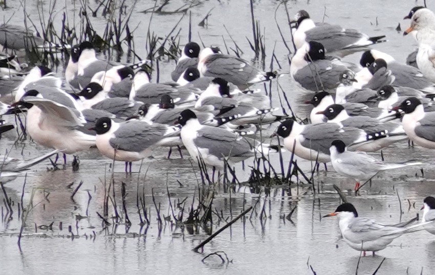 Franklin's Gull - Mark Robbins