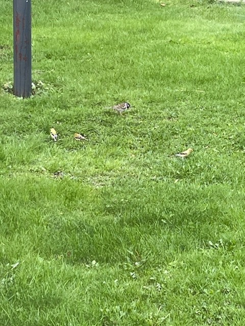 Harris's Sparrow - ML618501365