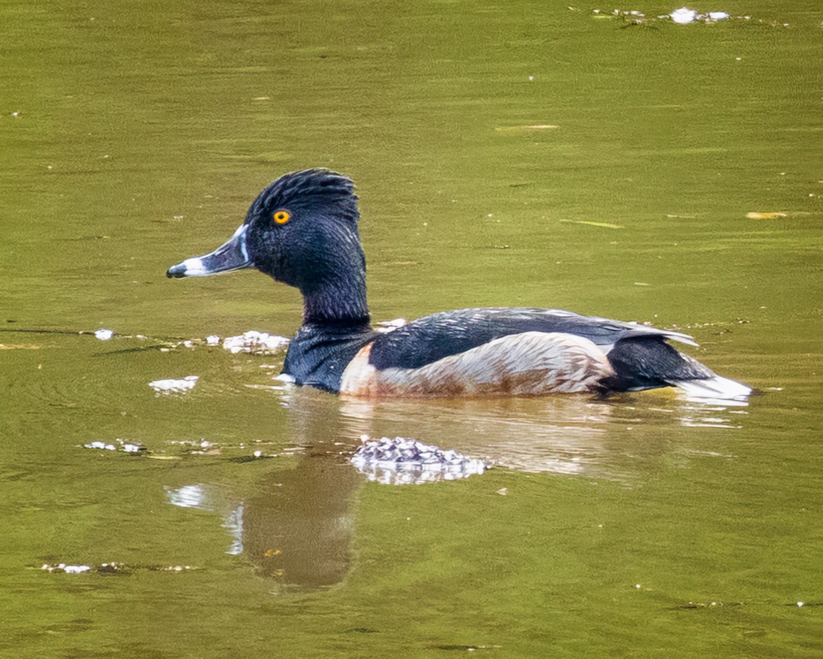 Ring-necked Duck - ML618501366