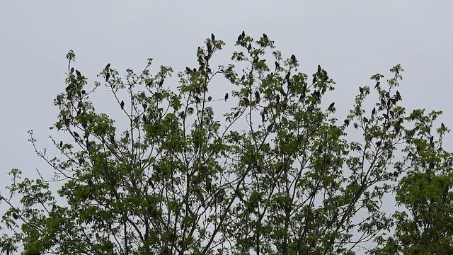 bobolink americký - ML618501370