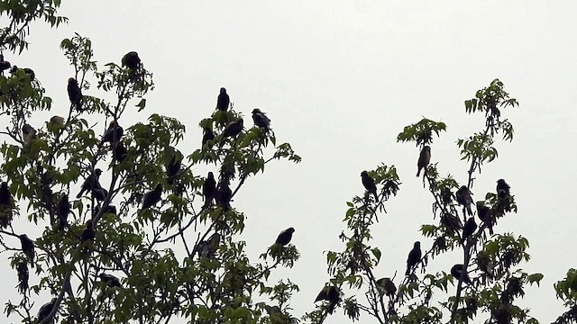 bobolink americký - ML618501389