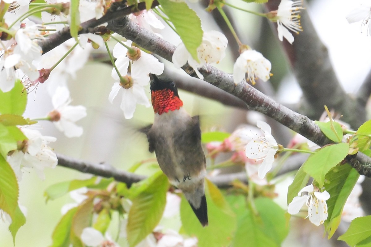 Ruby-throated Hummingbird - ML618501390