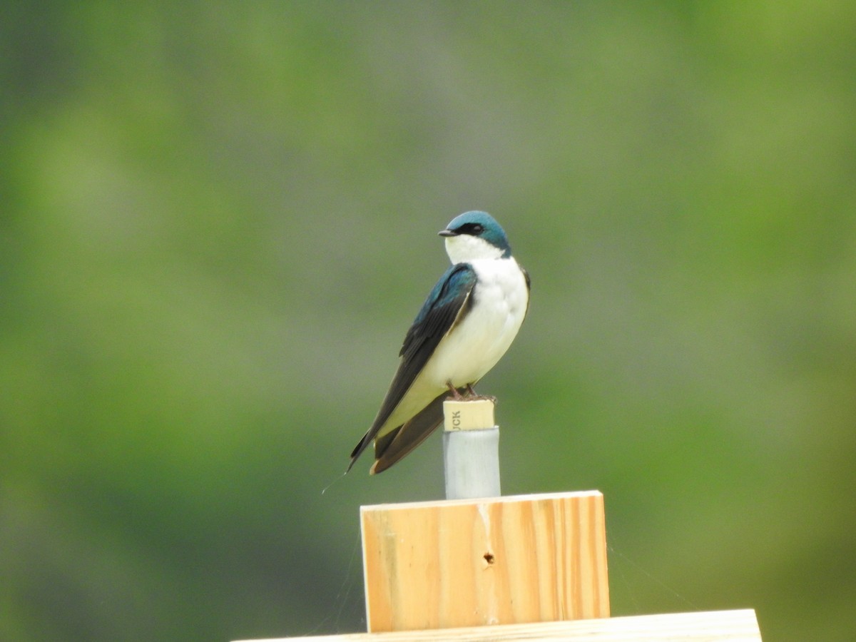 Golondrina Bicolor - ML618501391