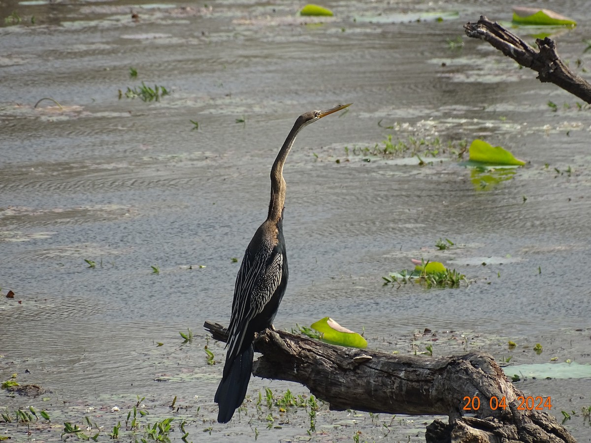 Oriental Darter - Miquel Rivera