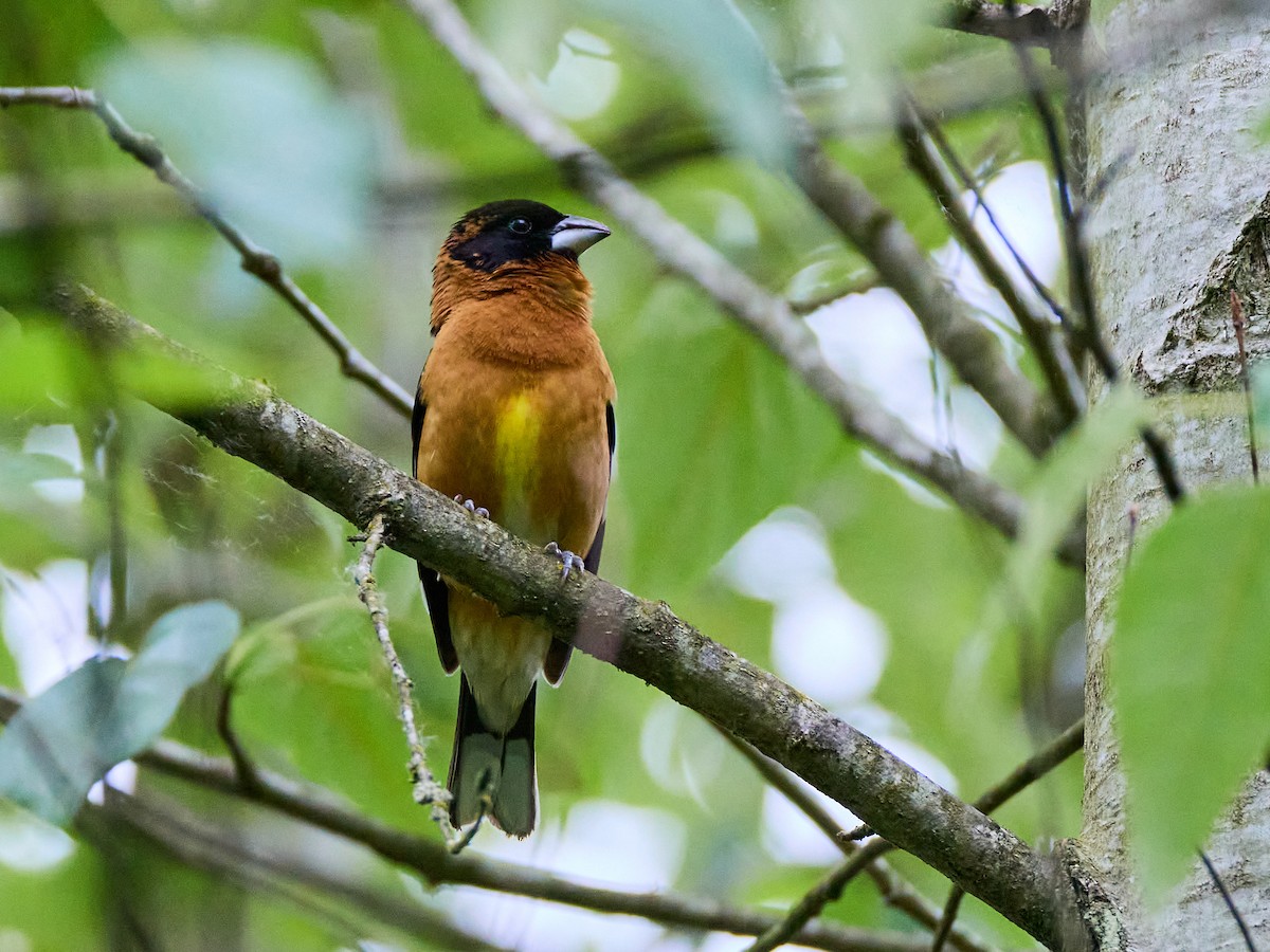 Black-headed Grosbeak - Scott Ramos