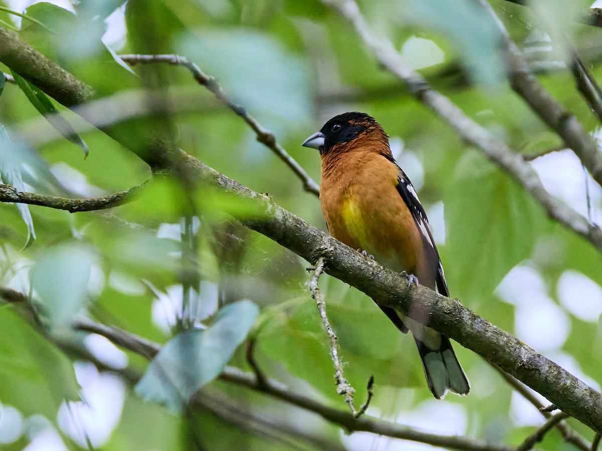 Black-headed Grosbeak - Scott Ramos