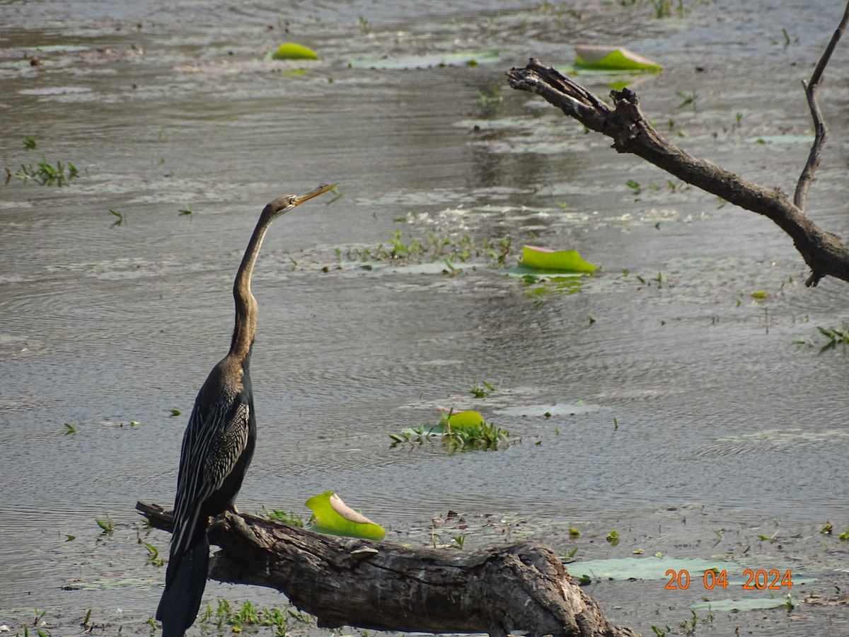 Oriental Darter - Miquel Rivera