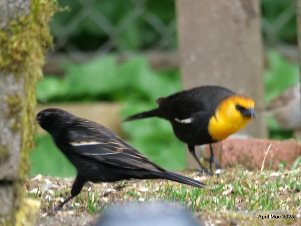 Yellow-headed Blackbird - April MacLeod
