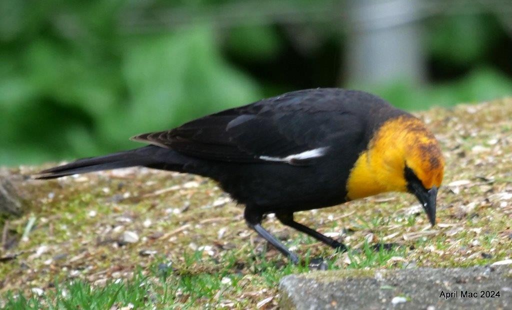 Yellow-headed Blackbird - April MacLeod