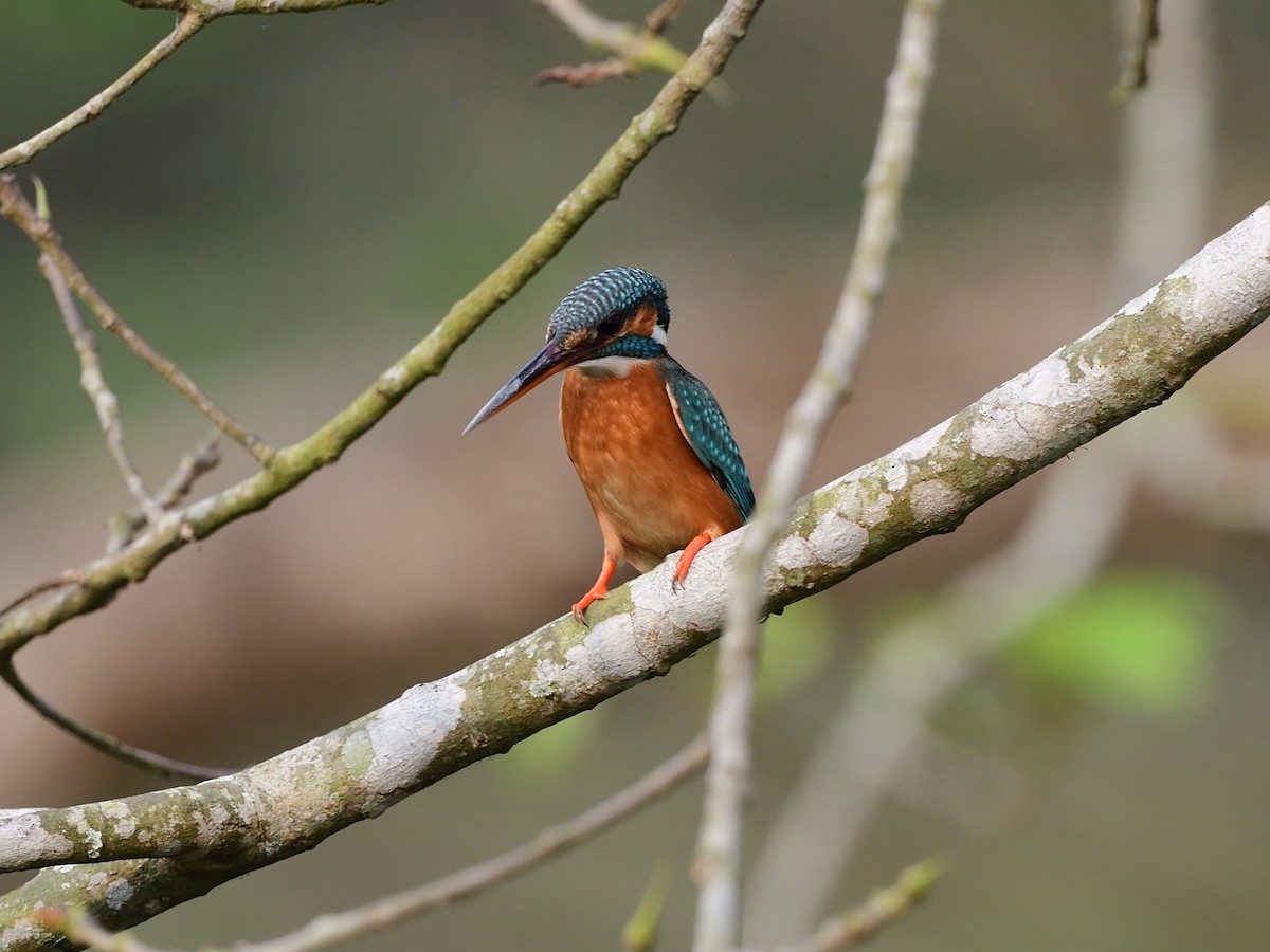 Common Kingfisher - Oleg Chernyshov