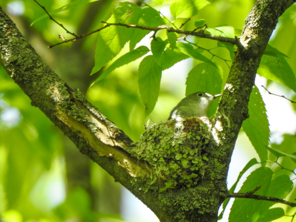 Blue-gray Gnatcatcher - ML618501453