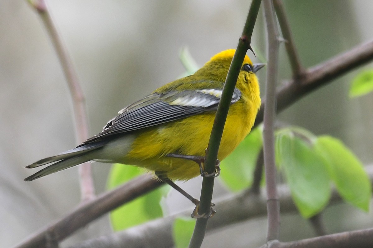 Blue-winged Warbler - ML618501474