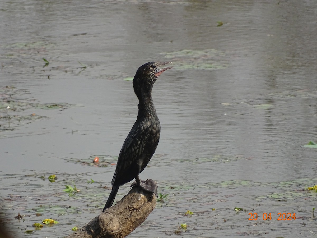 Little Cormorant - ML618501514