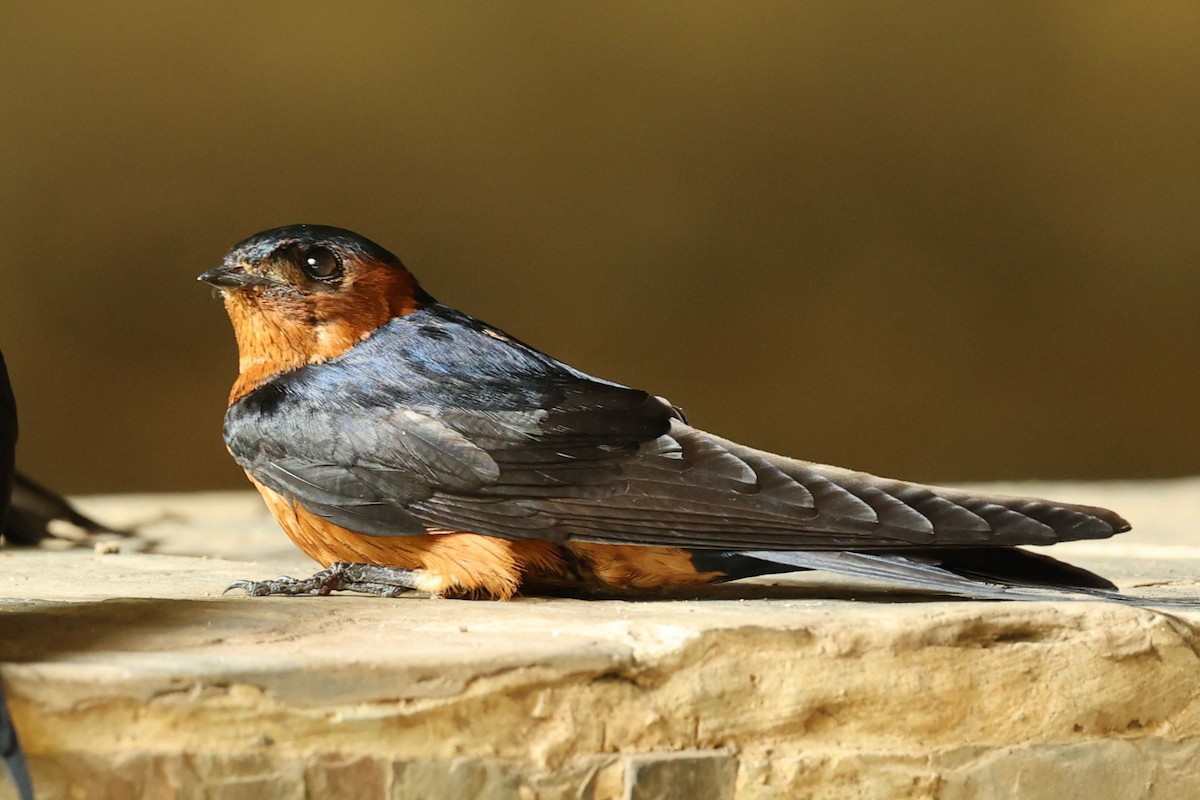 Rufous-bellied Swallow - Andrey Plaksin