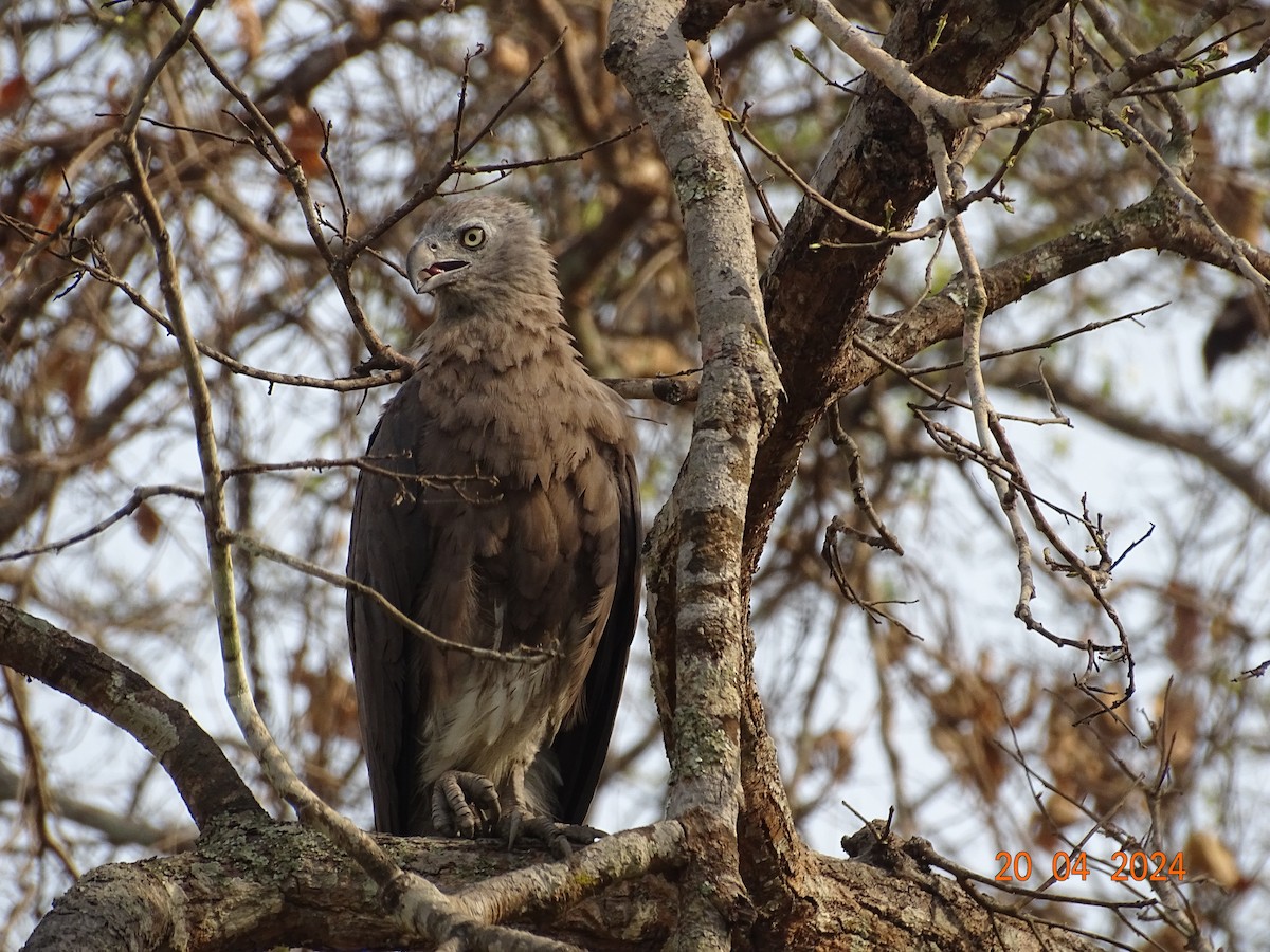 Gray-headed Fish-Eagle - ML618501601