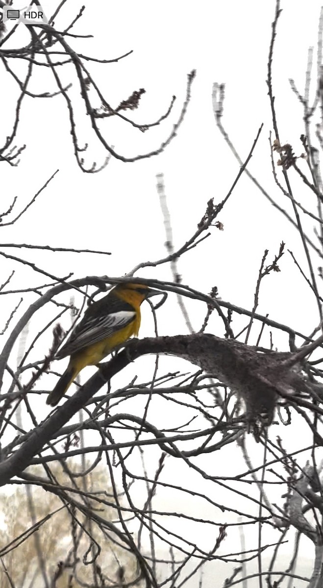 Bullock's Oriole - ML618501613