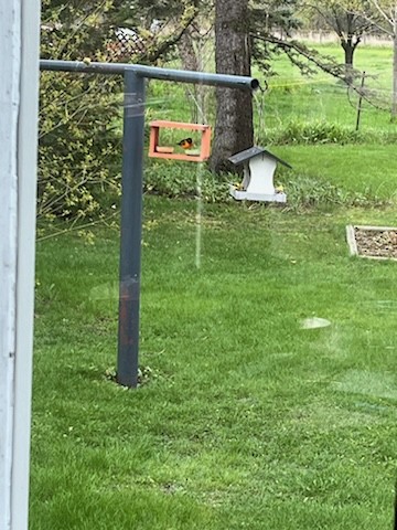 Baltimore Oriole - ML618501617