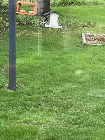 Rose-breasted Grosbeak - ML618501622