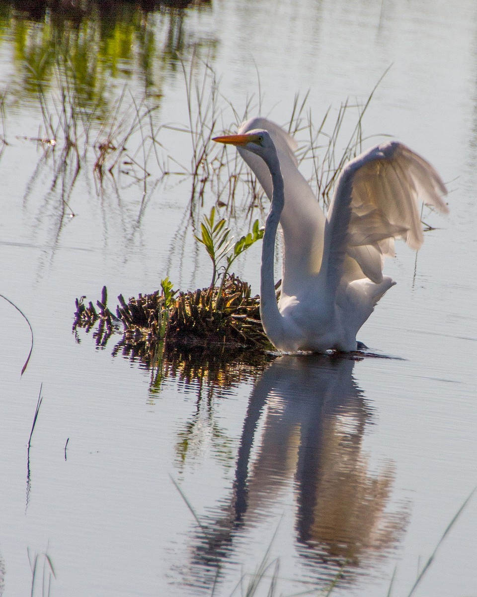 Great Egret - Johanne Cousineau