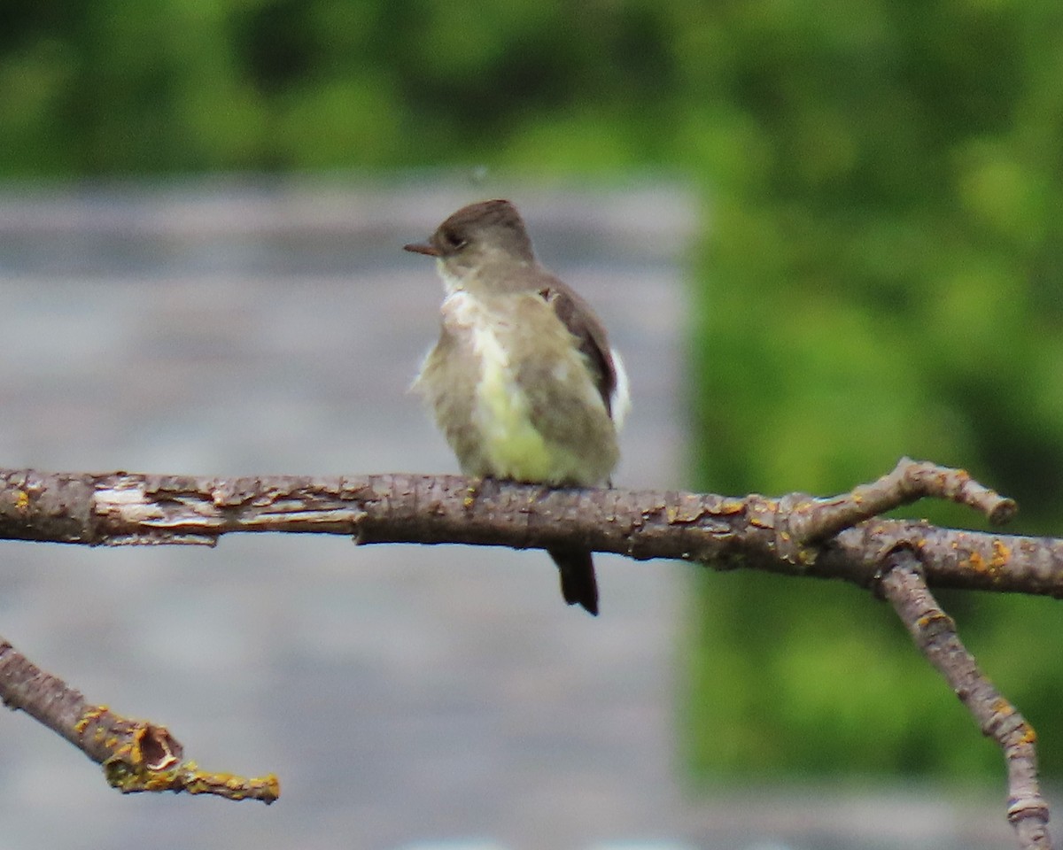 Olive-sided Flycatcher - ML618501632