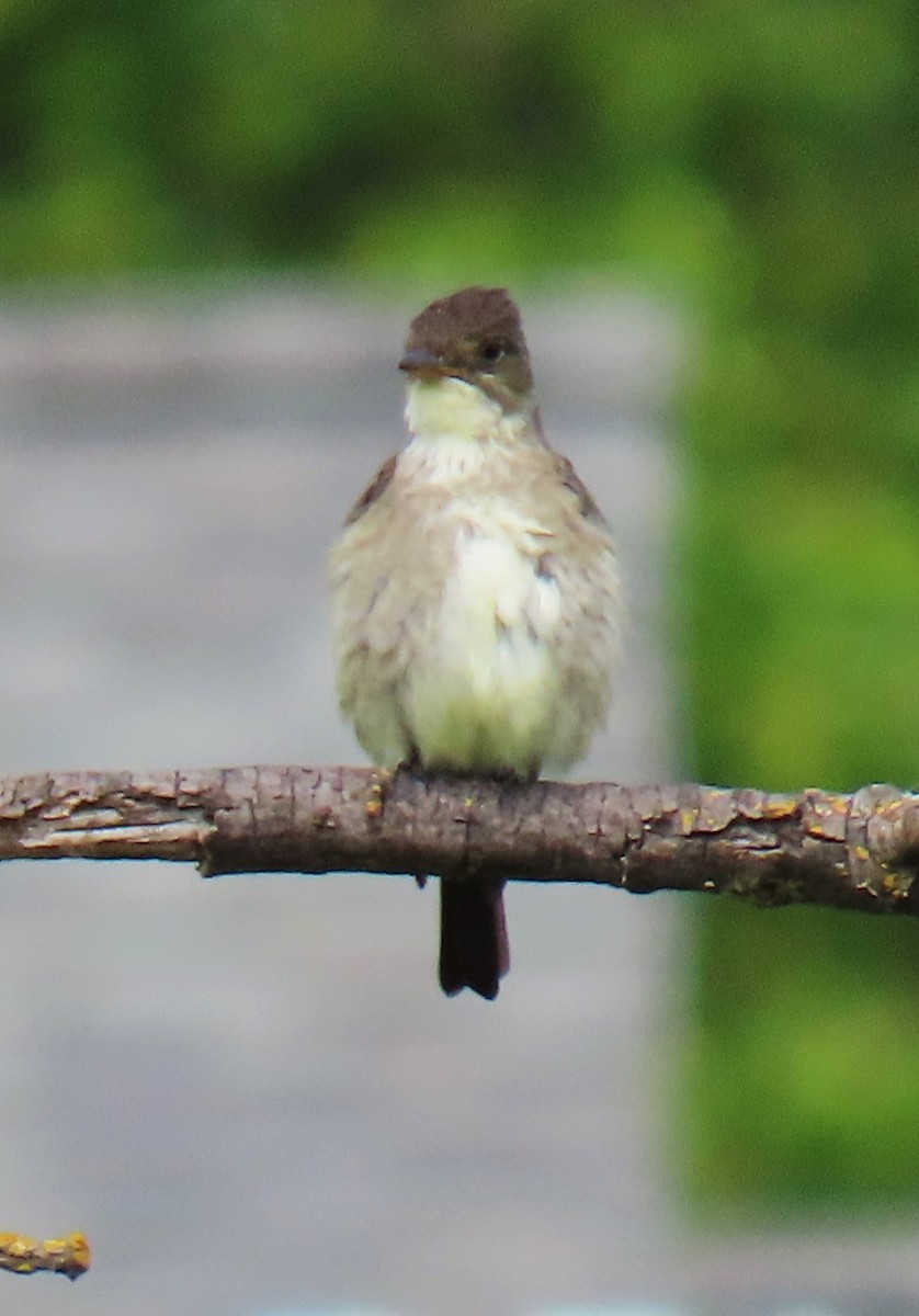 Olive-sided Flycatcher - ML618501637