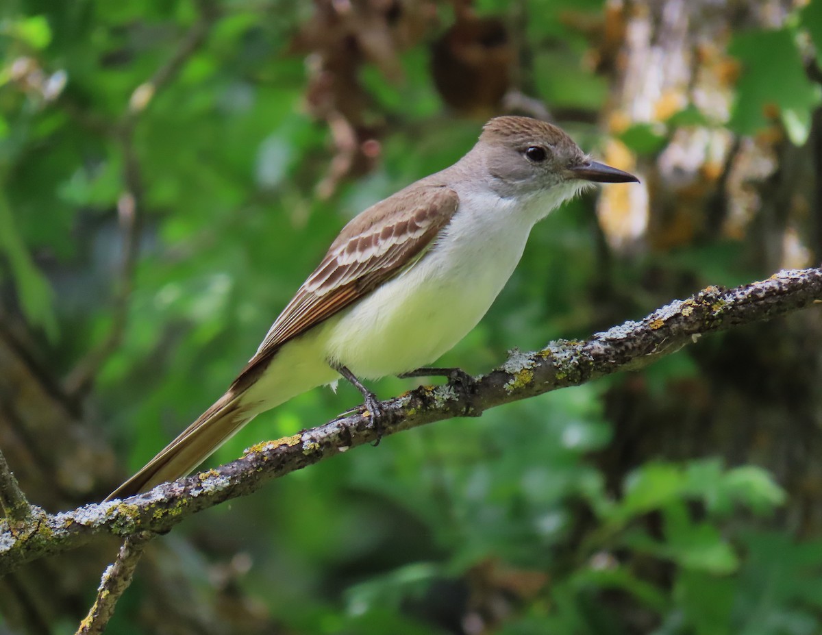 Ash-throated Flycatcher - ML618501658