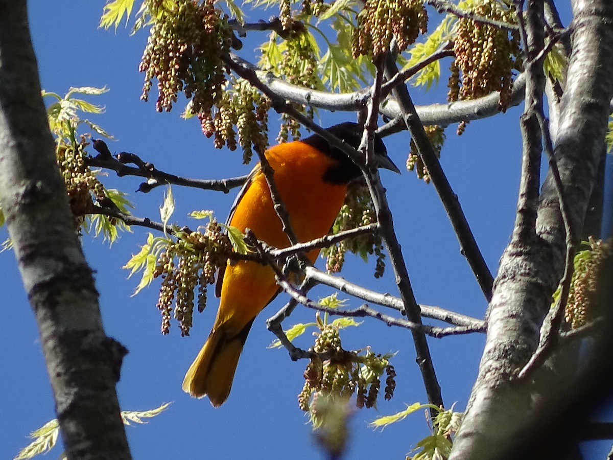 Baltimore Oriole - Shey Claflin