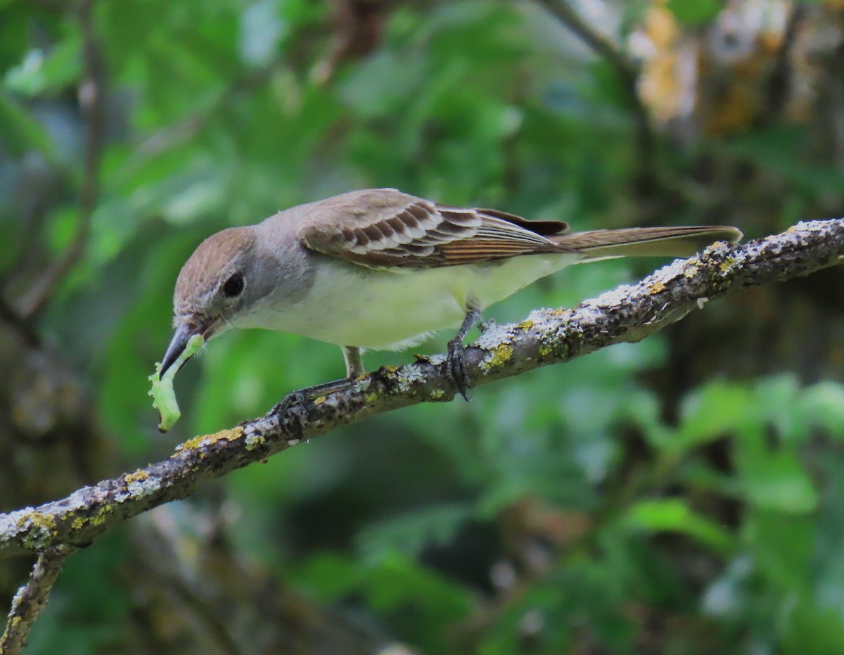 Ash-throated Flycatcher - ML618501677