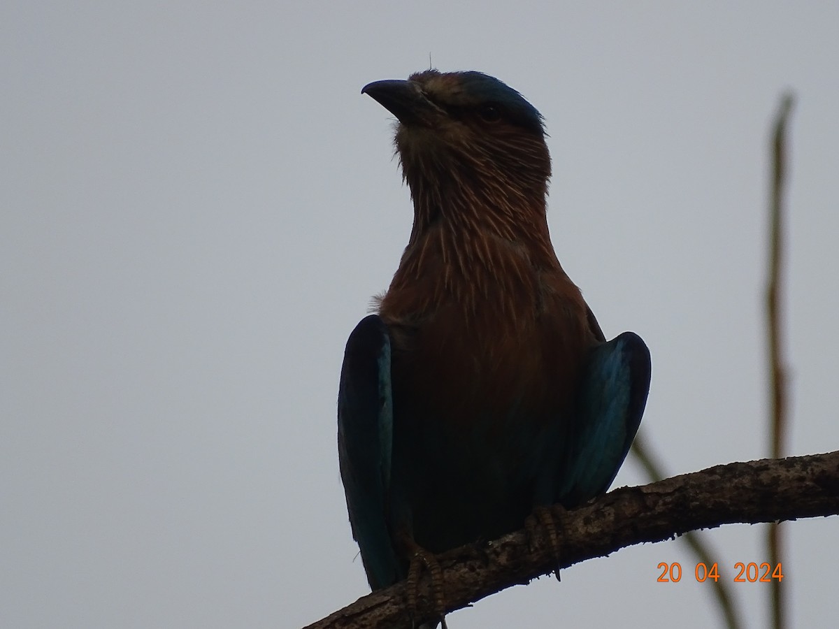 Indian Roller - ML618501678