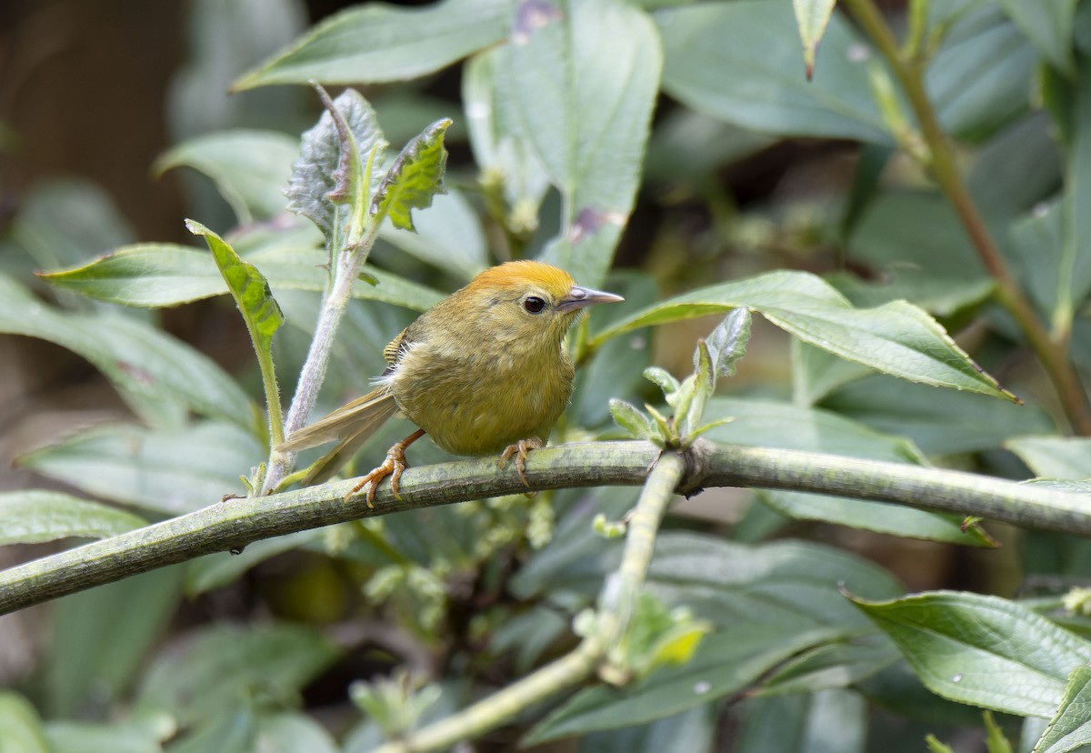 Rufous-capped Babbler - Antonio Ceballos Barbancho