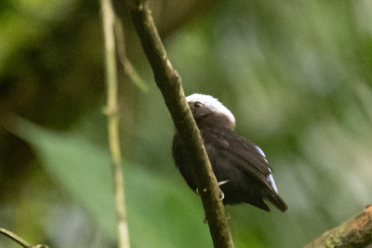 Blue-rumped Manakin - Ross Bartholomew