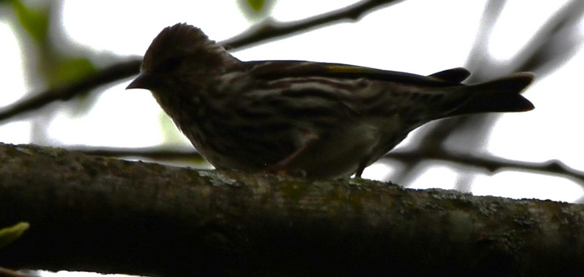 Pine Siskin - ML618501701