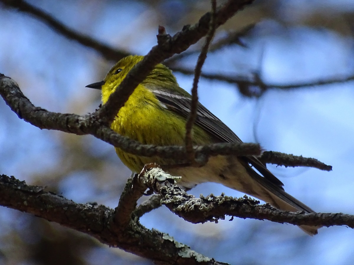 Pine Warbler - Shey Claflin