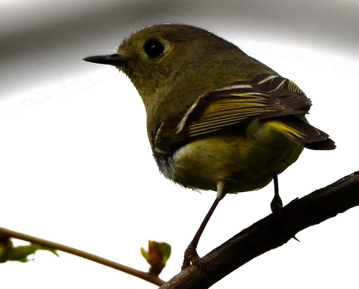 Ruby-crowned Kinglet - ML618501742