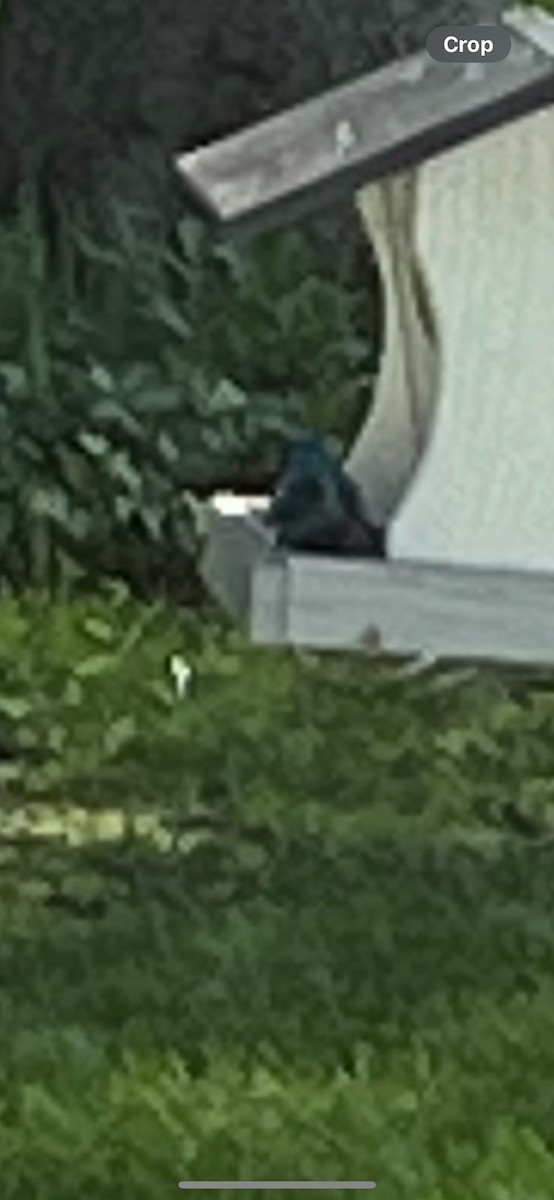 Indigo Bunting - ML618501750