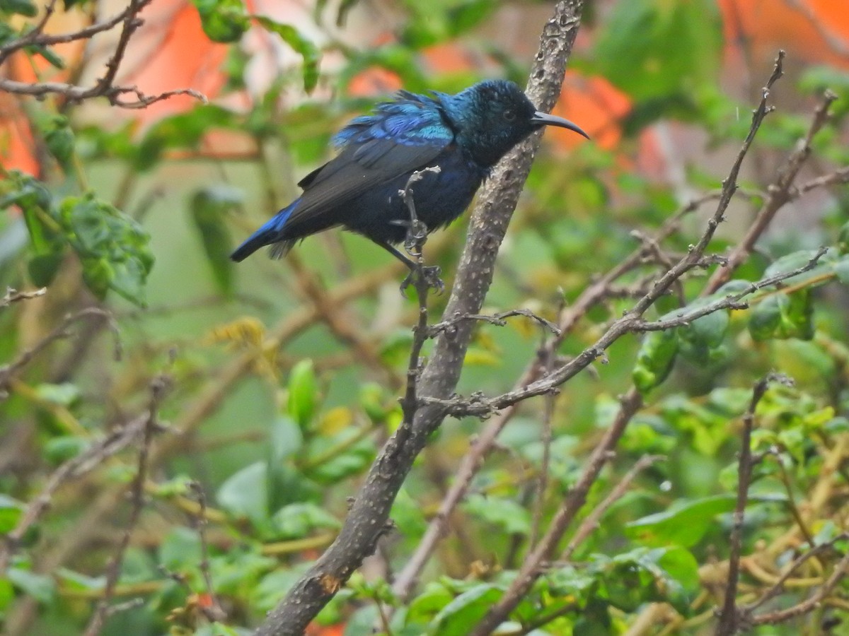 Purple Sunbird - Jayendra Rakesh Yeka