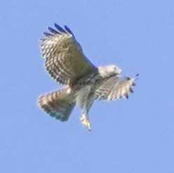 Red-shouldered Hawk - Kim Radtke