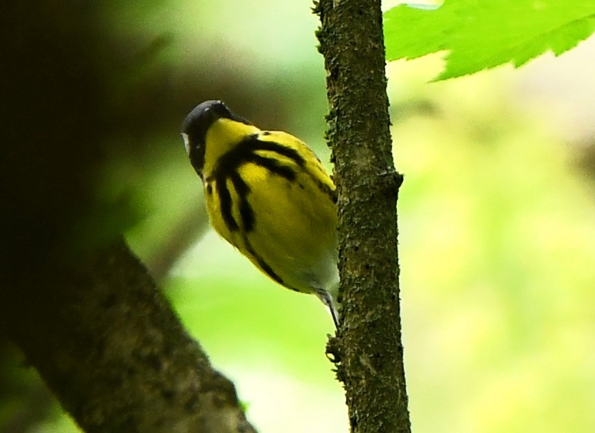 Magnolia Warbler - ML618501794