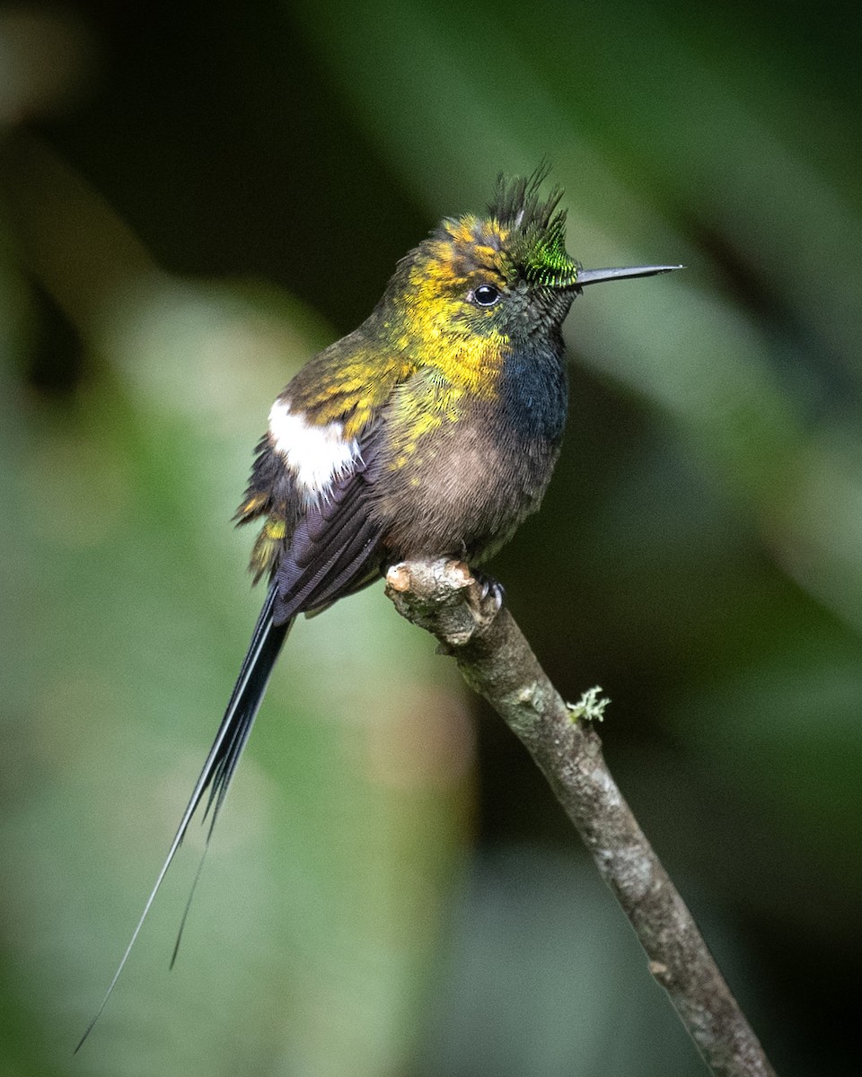 Wire-crested Thorntail - Ross Bartholomew
