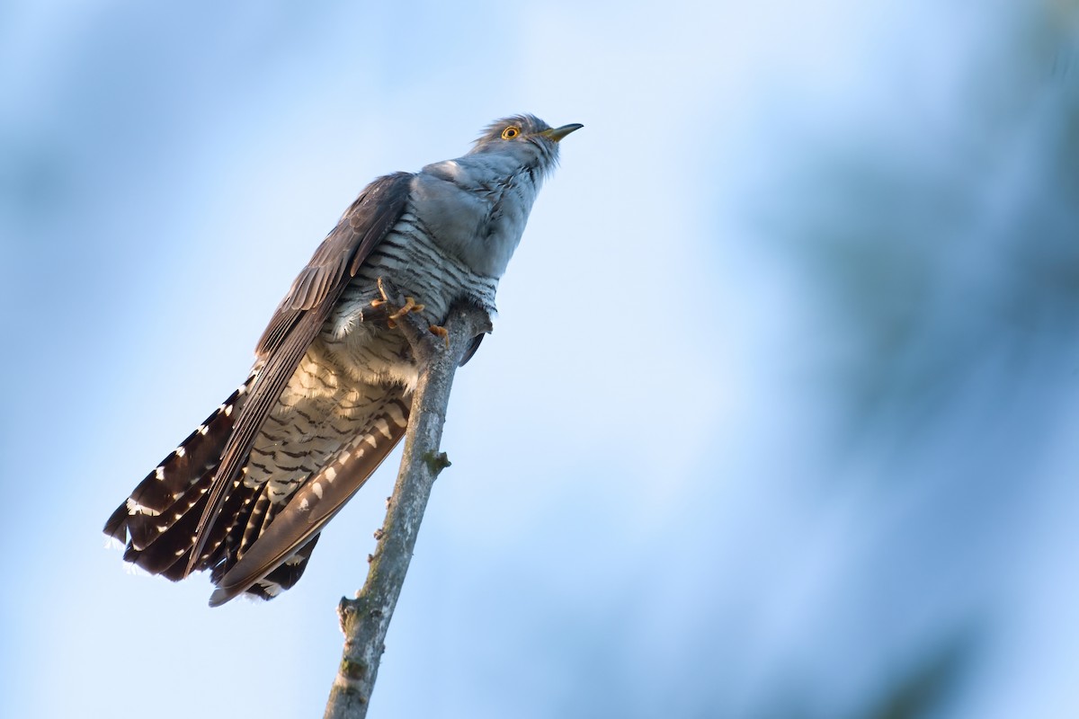 Common Cuckoo - ML618501844