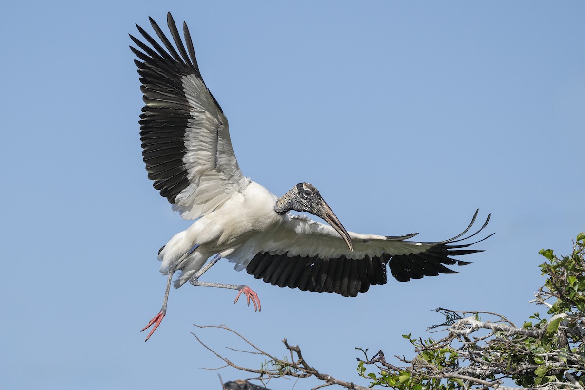 Wood Stork - Keith Kennedy