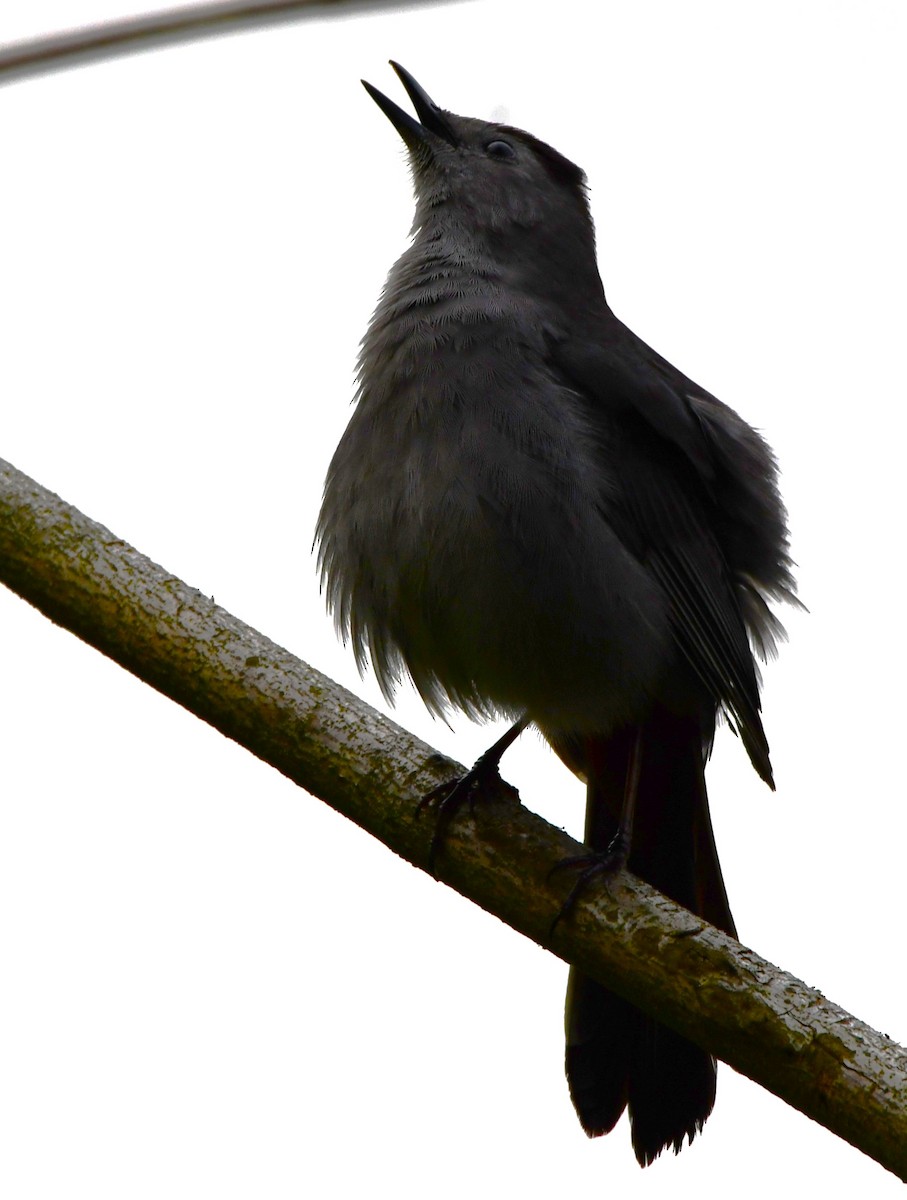 Gray Catbird - ML618501896