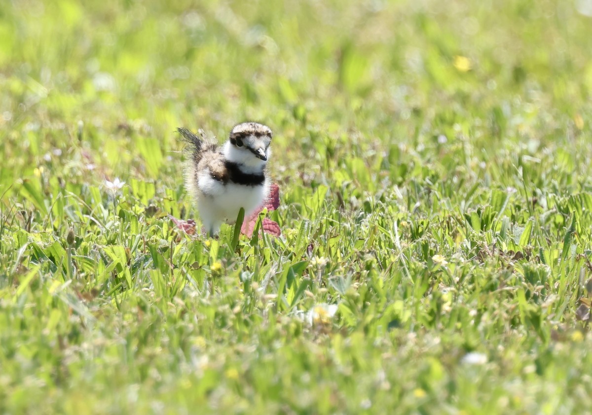 Killdeer - Grace Simms  🐦‍⬛